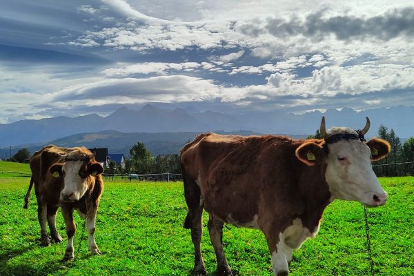 Wycieczka z przewodnikimem w Pieniny